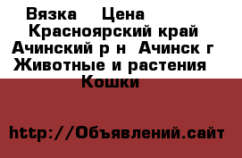 Вязка. › Цена ­ 1 500 - Красноярский край, Ачинский р-н, Ачинск г. Животные и растения » Кошки   